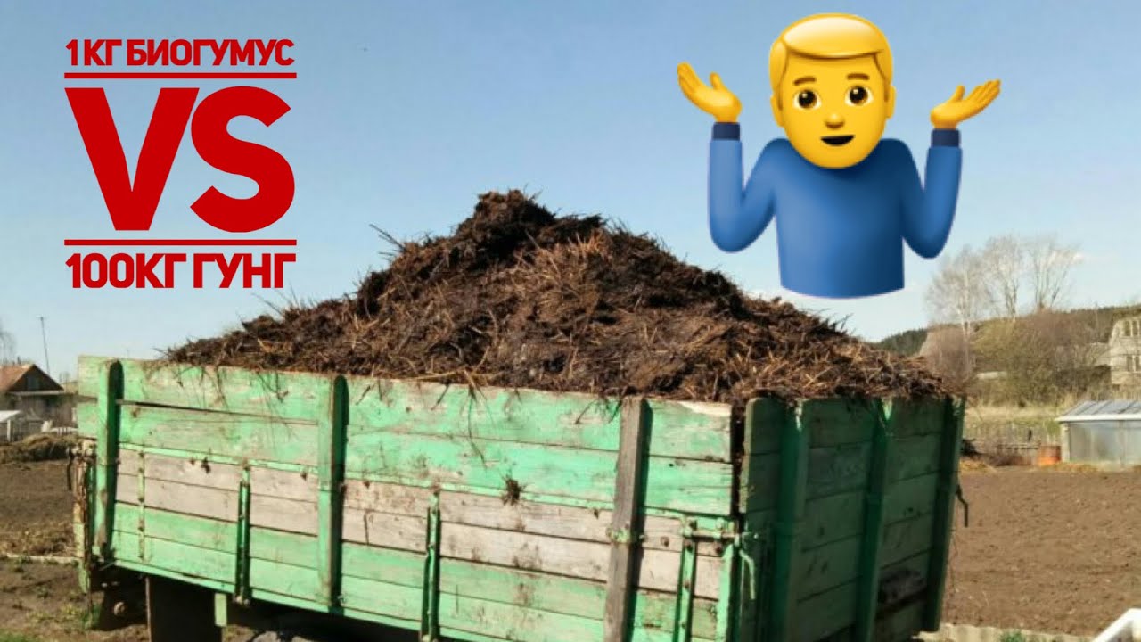 1 кг биогумус неччи кг гунгга тенг келади? Ростан хам 100-150кг гунгга ми? Biogum.uz Пётр Плеханов