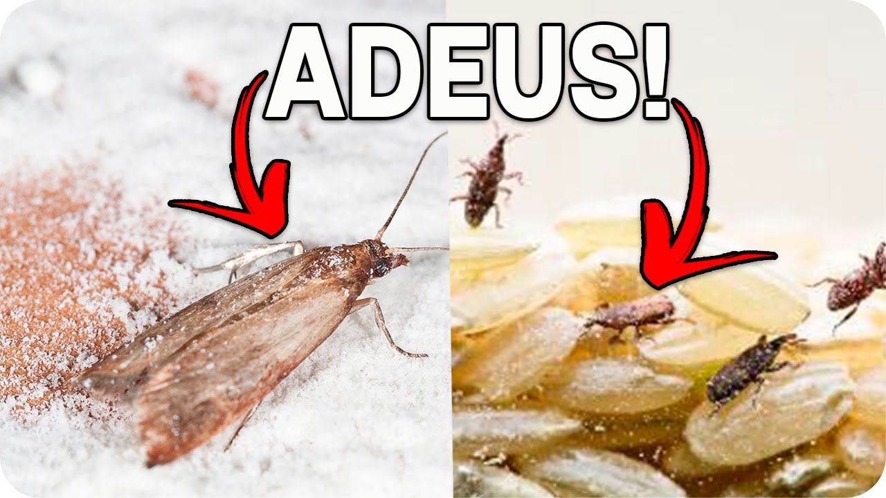 COMO EVITAR CARUNCHOS NOS ALIMENTOS - Adeus, carunchos!!