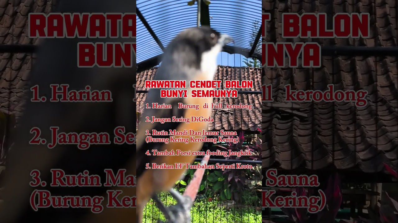 rawatan burung cendet miyik #burung #mangkicauoffecial #kicaumania #burungkicaudialamliar #kicau