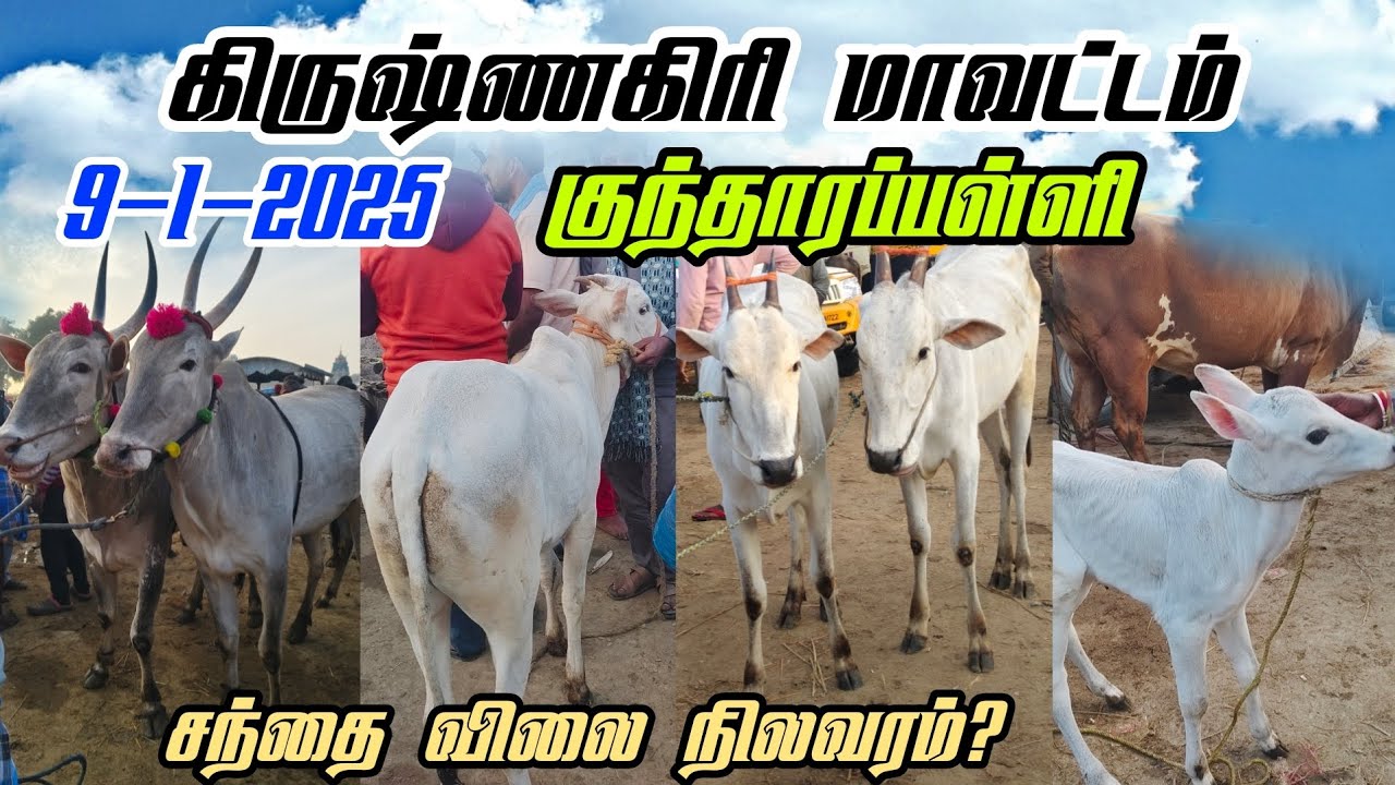 பொங்கல் முன்னிட்டு மாட்டு சந்தை கிருஷ்ணகிரி மாவட்டம் குந்தாரப்பள்ளி 