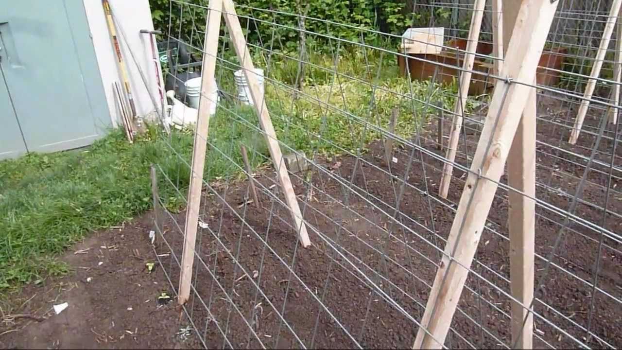 Garden Trellis for Cucumbers and Melons