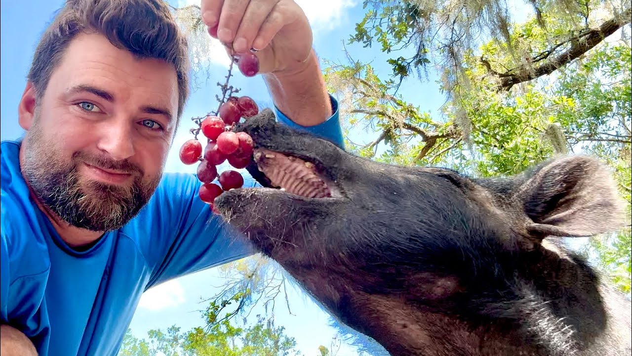 WILD HOG Turned Pet Update: From Feral to Family!