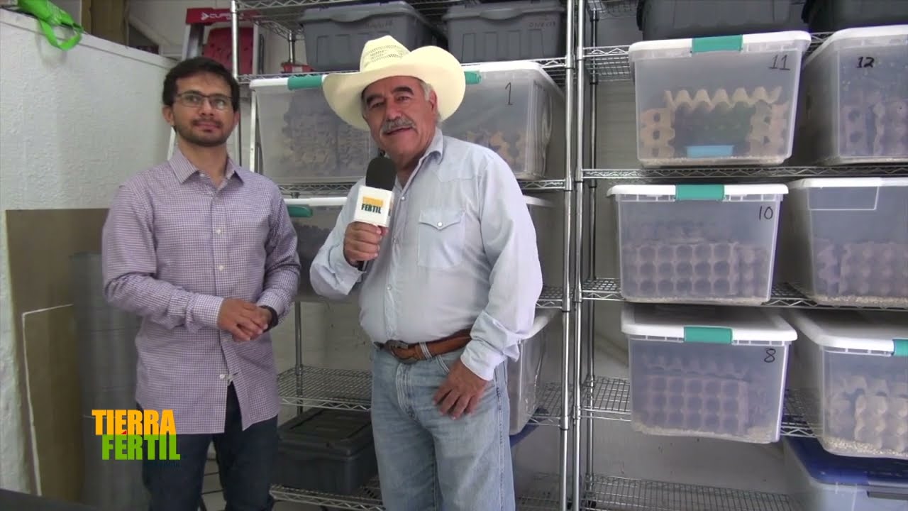 Tierra Fértil Tv- Producción de grillos (17.06.23)