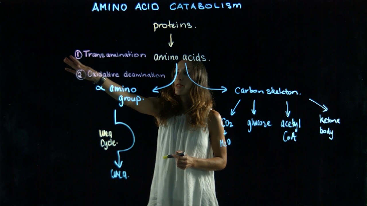 Protein catabolism lightboard video