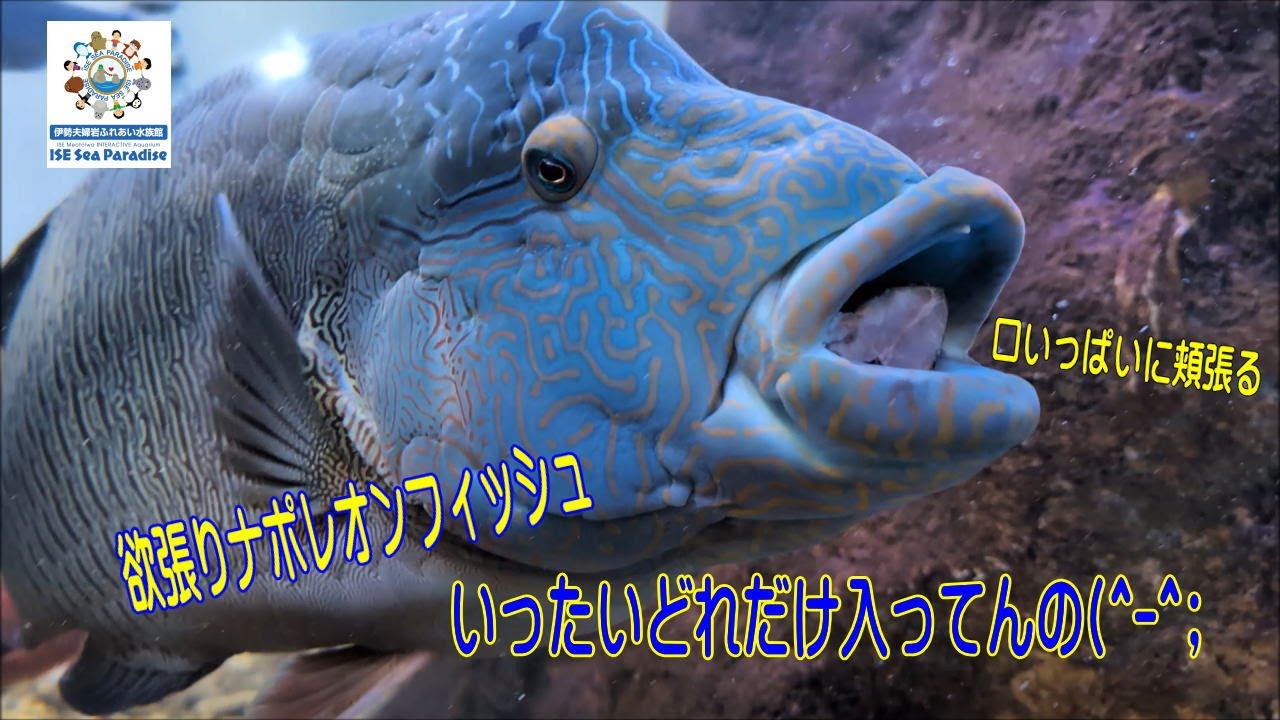 【お魚関連】口いっぱいに頬張るナポレオンフィッシュ(笑)（伊勢シーパラダイス／水族館）
