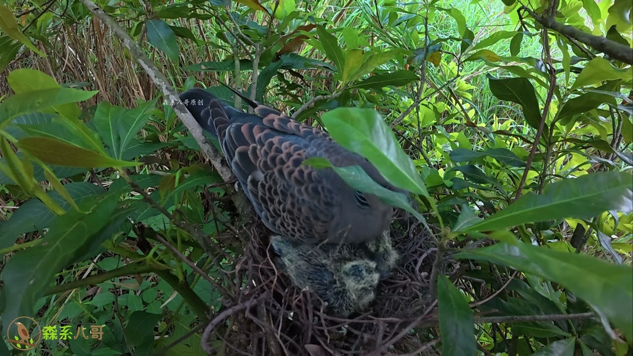 Father bird back for shift, feeds two chicks right away, awesome鸟爸爸回来换班，一回来就给2只小宝宝喂食物，真给力