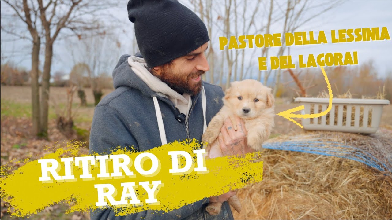 RITIRO DI RAY