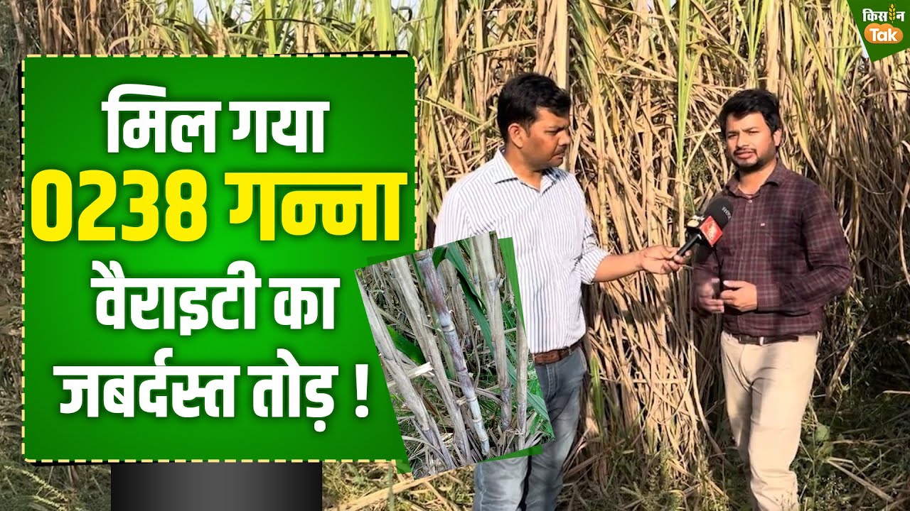 Sugarcane variety: गन्ना किसानों को मिली नई वैराइटी, बिना रोग 0238 से ज्यादा पैदावार | Kisan Tak