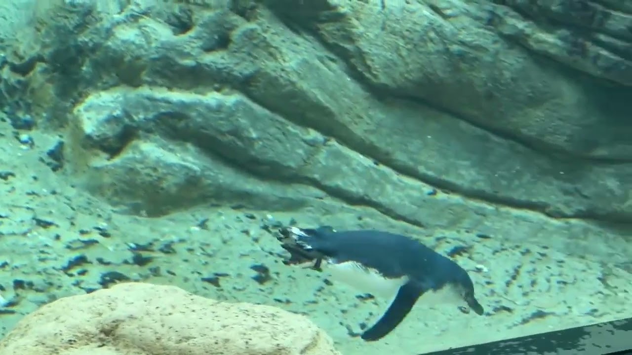 페어리팽귄(2026.1.14.)-세계에서 가장 작은 펭귄으로, 호주 남부와 뉴질랜드 해안에 서식하며 ‘요정펭귄’·‘꼬마펭귄’으로도 불립니다.