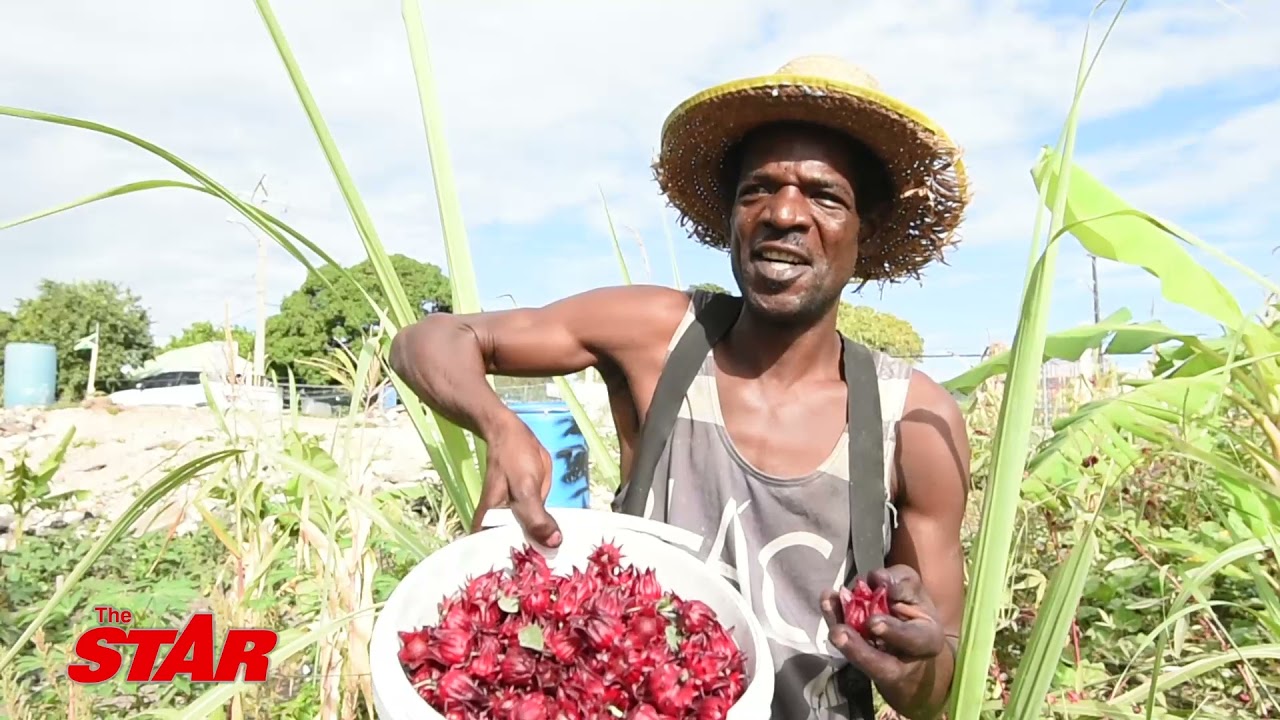 Innercity farmer, Fabian Melvin, spruces up Admiral Town