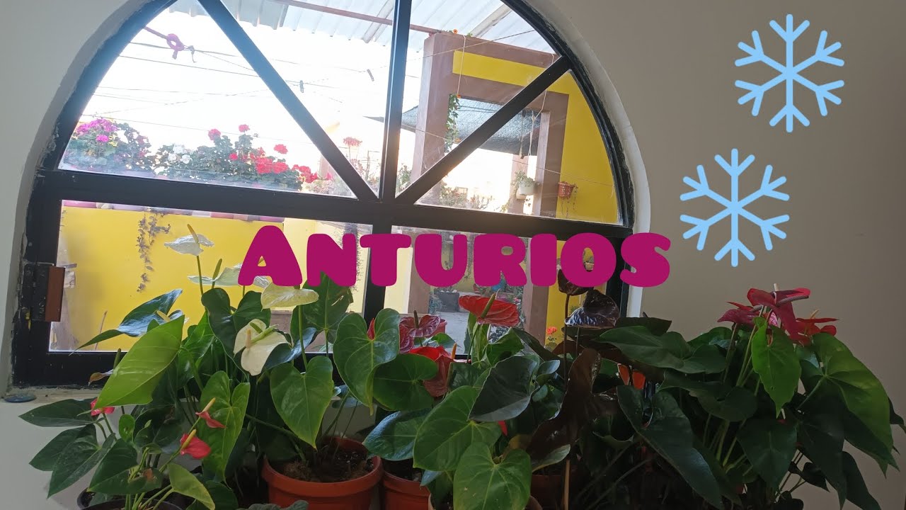 Cuidados de anturios en invierno #anturios #plantasconflores #invierno #jardin