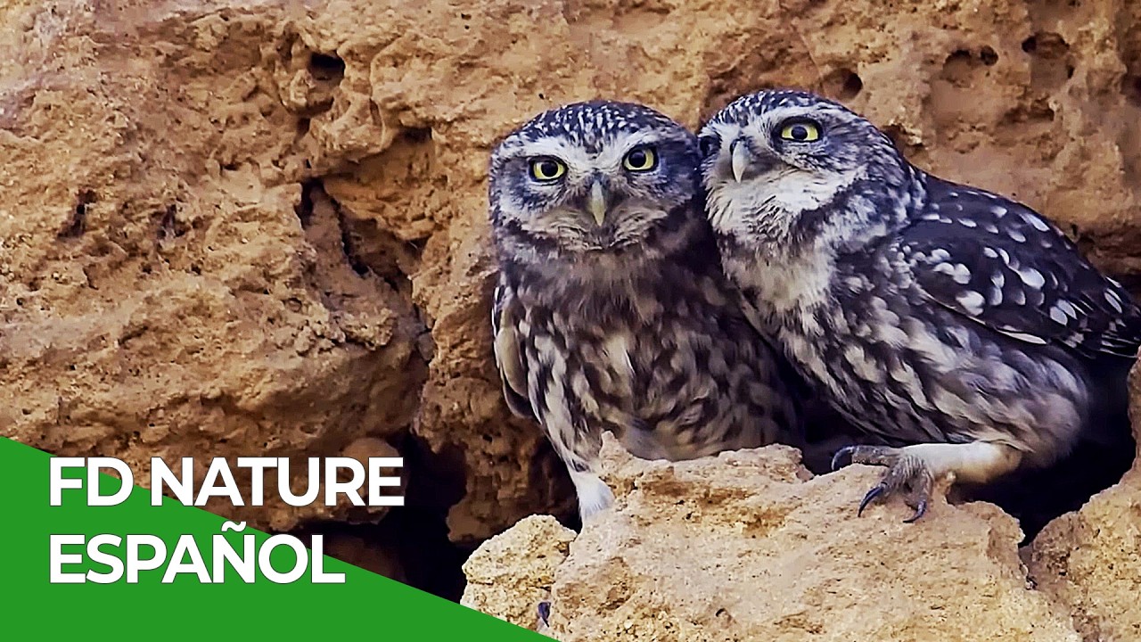 El Ecosistema de una Mina Abandonada | Free Documentary Nature - Español