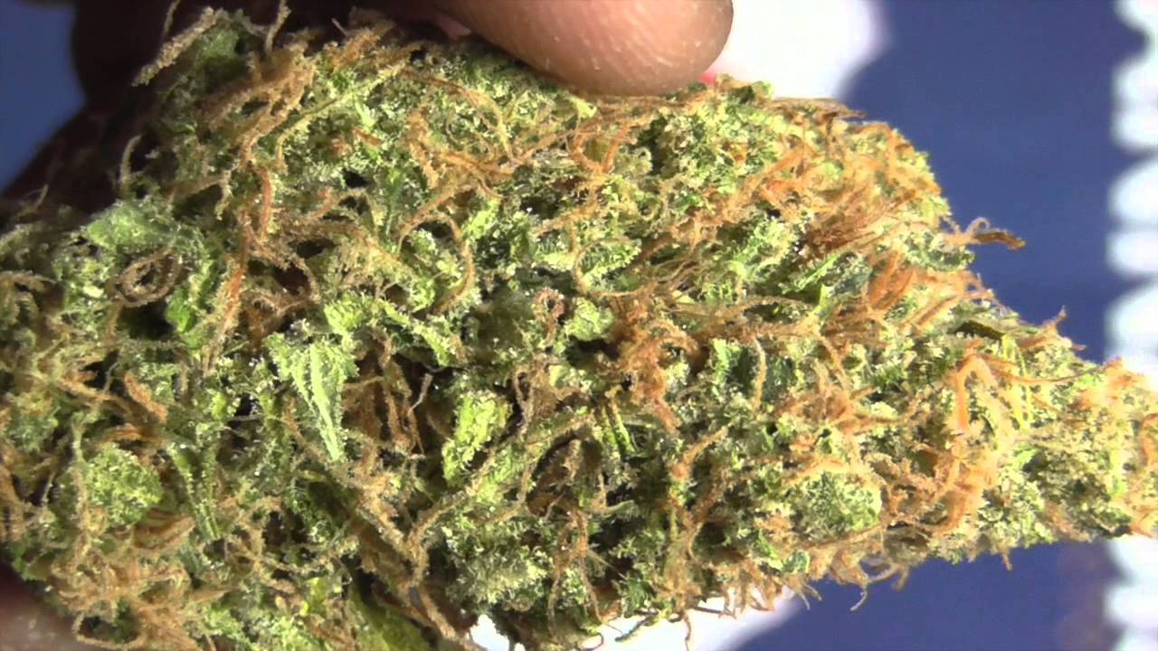 Golden Goat Strain View