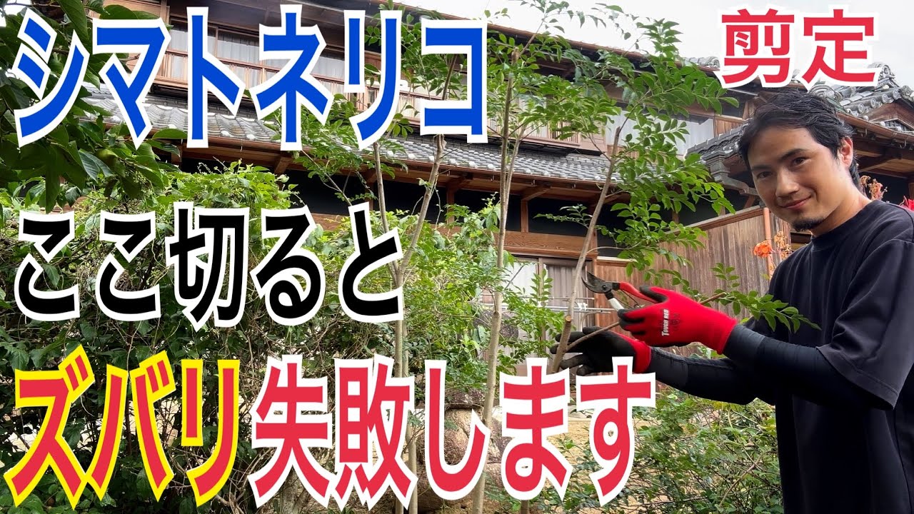 【シマトネリコ】３つの切るべき枝を実践で解説します！【剪定】【ガーデニング】【シンボルツリー】