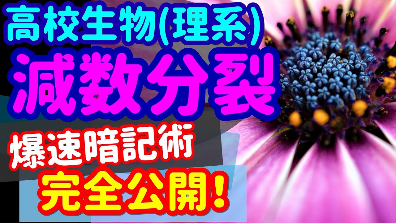 【高校生物 27】細胞【減数分裂】を宇宙一わかりやすく
