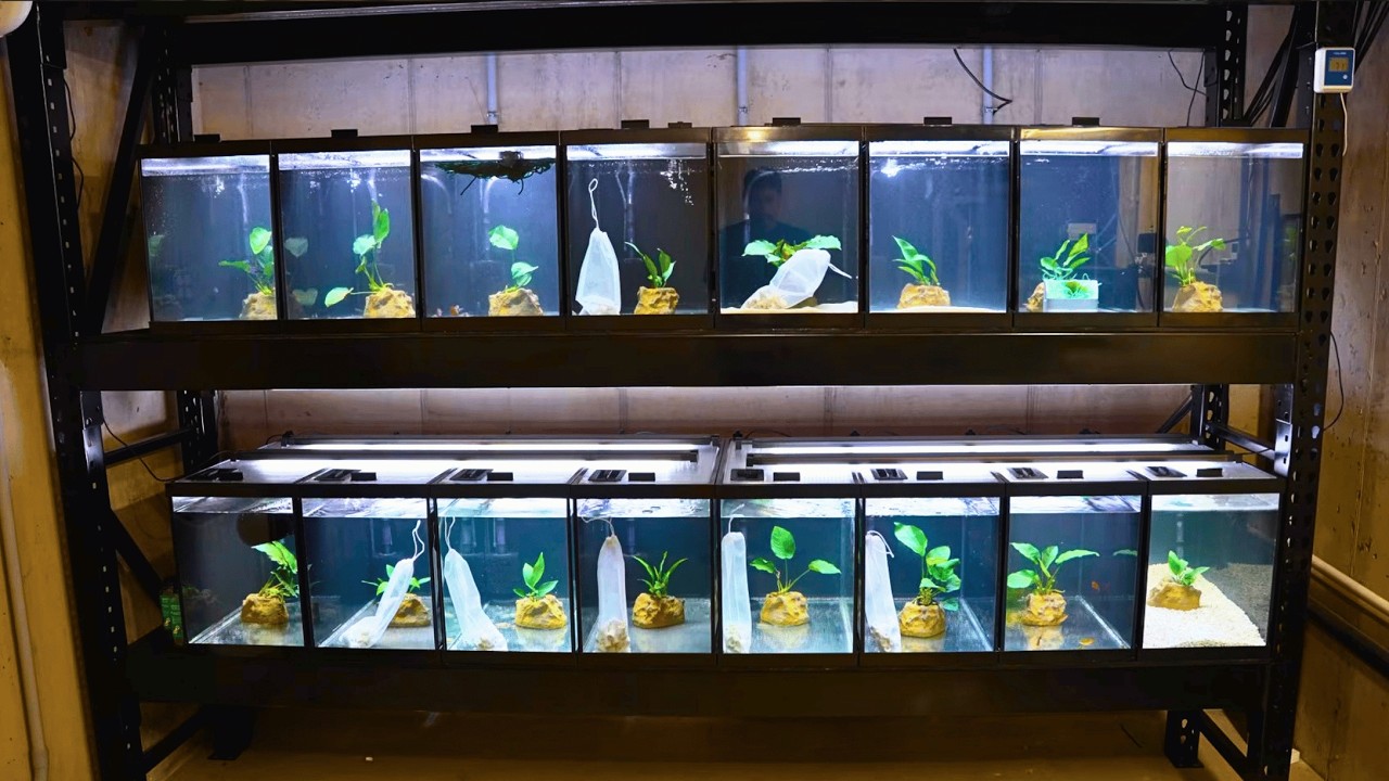 Randy's New Fish Room Tour