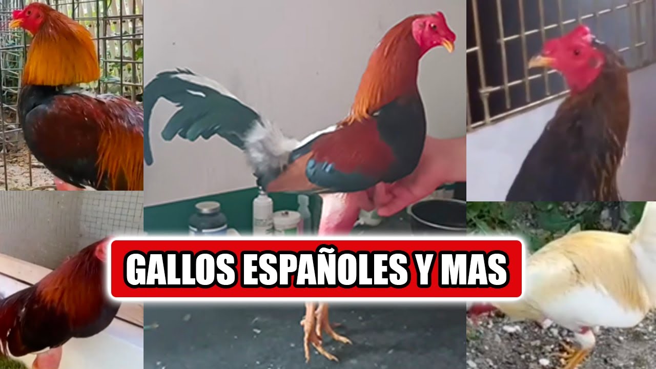 gallos españoles