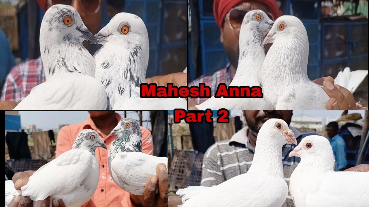 February 22, 2021 TOP CLASS ANDHRA PIGEON OF MR MAHESH ANNA.VIJAYWADA AP PART -2