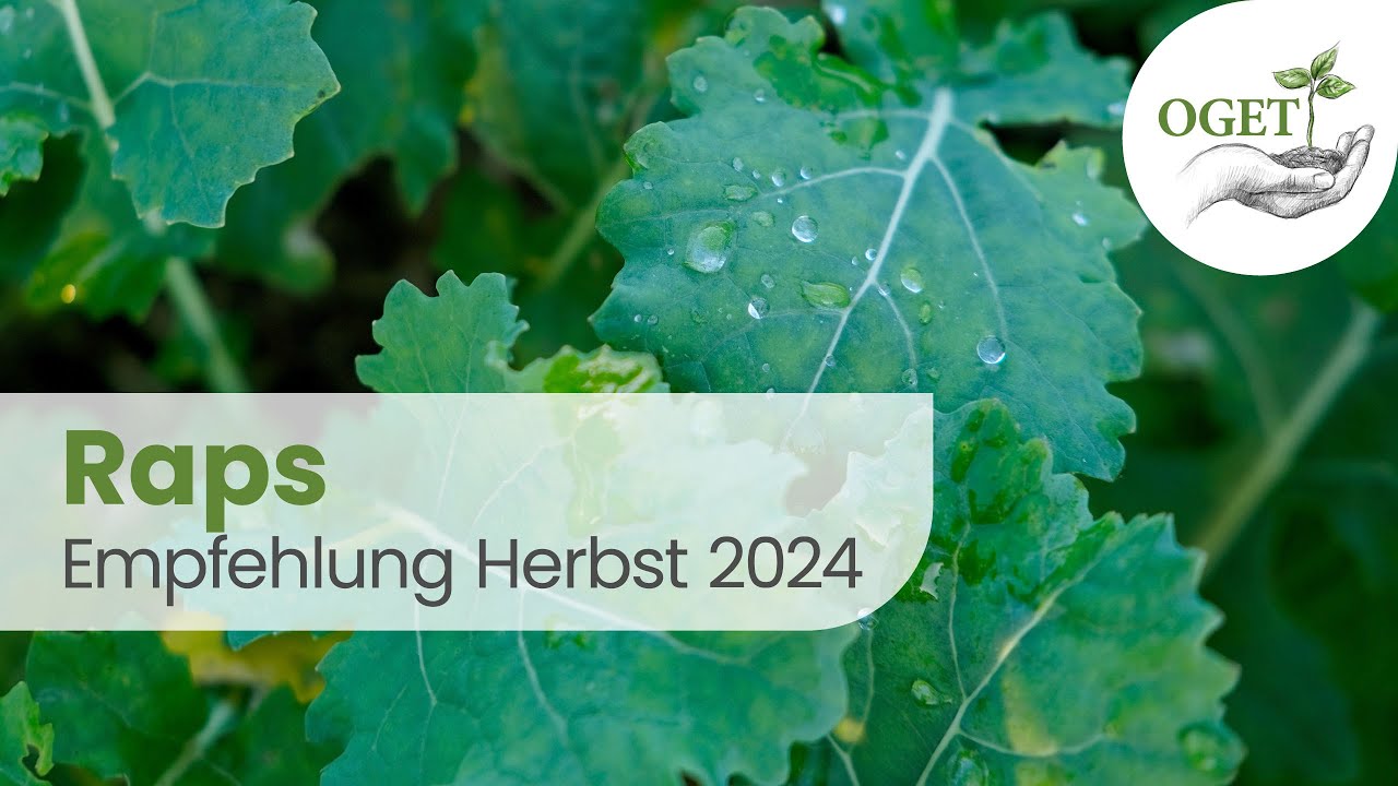 OGET | Beratung 2024 | Raps Herbst