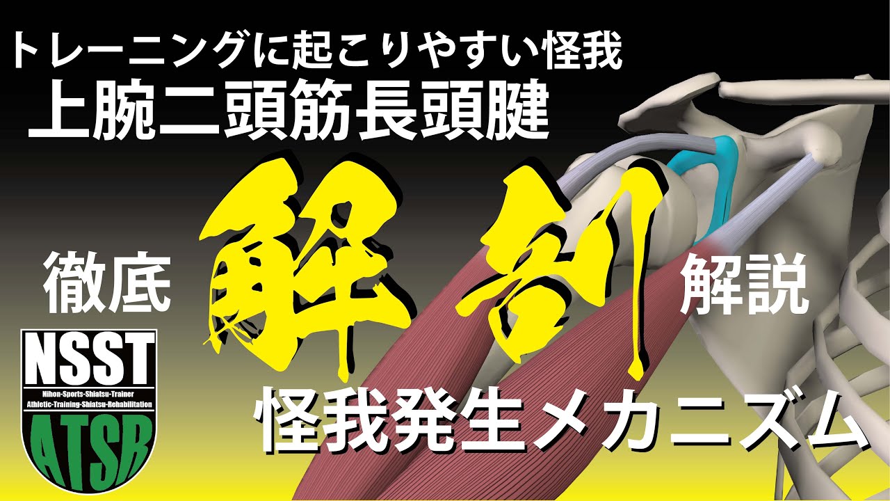 トレーニーのための筋トレスポーツ医学：上腕二頭筋長頭腱 徹底解剖解説〜怪我発生メカニズム解説【shiatsuATSR】