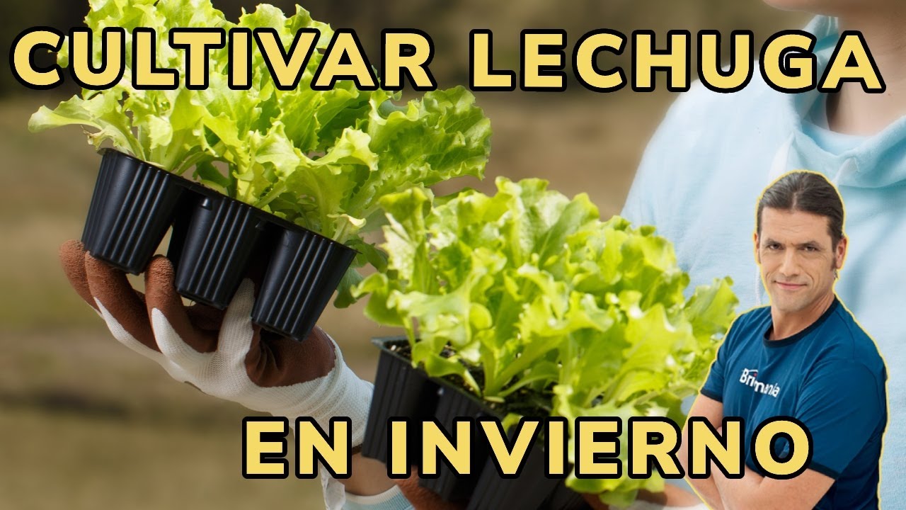 Cómo preparar la HUERTA en INVIERNO - Cultivar LECHUGAS con éxito // Jardinatis