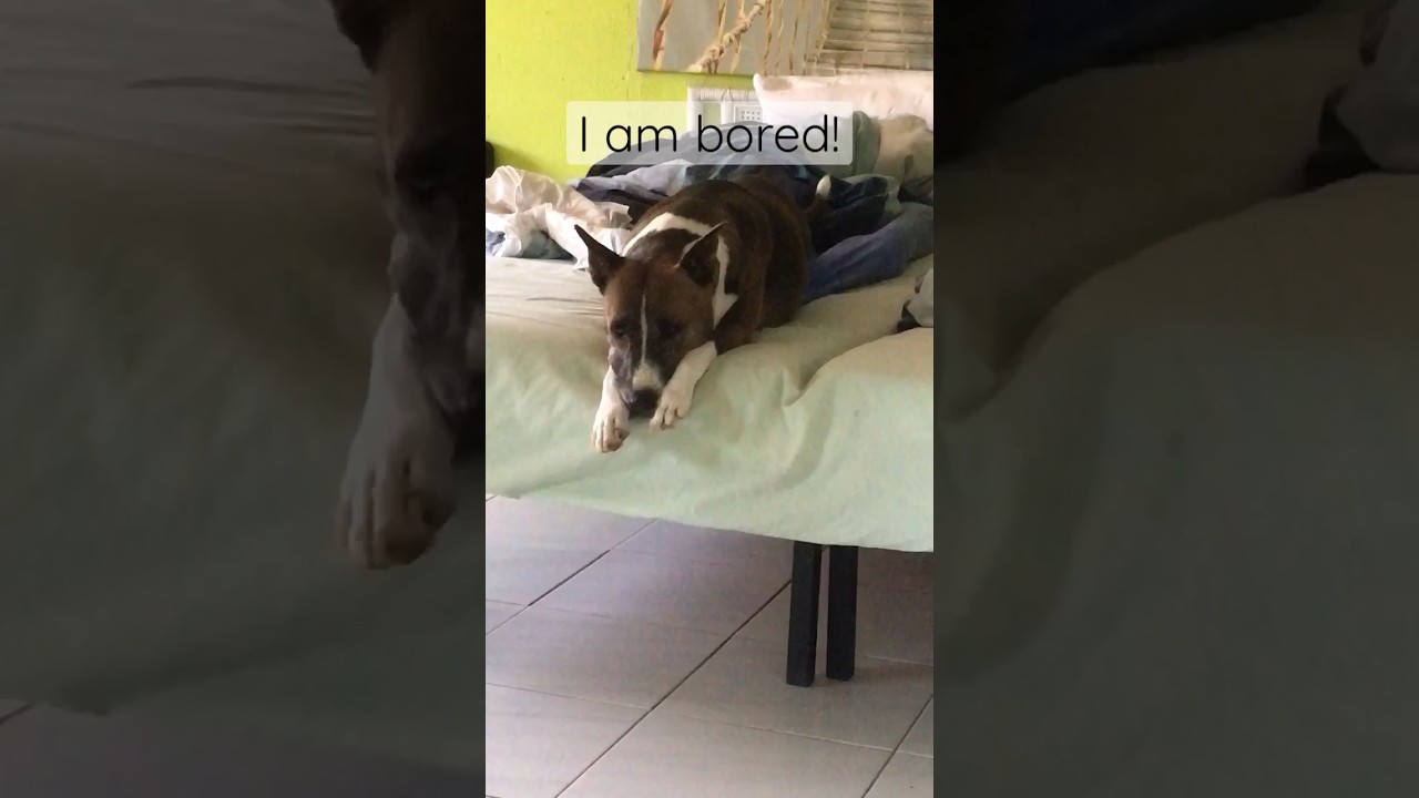I am bored! #dog #pets #animals