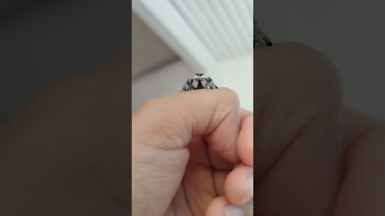 phidippus regius 🥰🥰🥰🥰