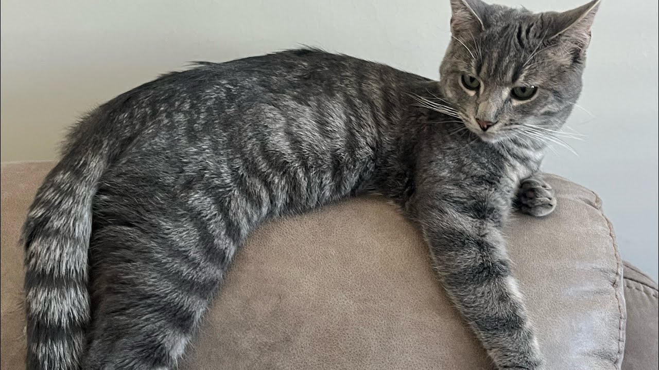 My cat Pogger grooming himself