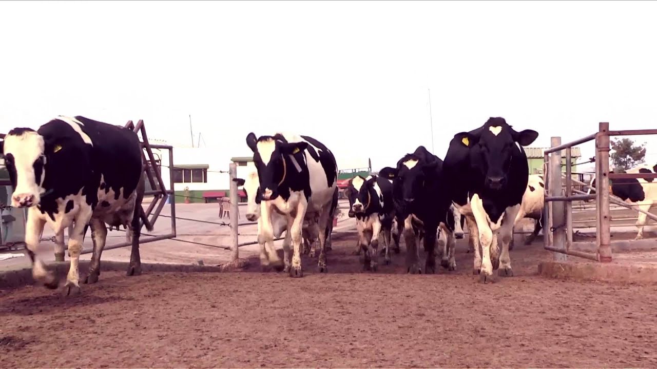 Parag Milk Foods Limited Corporate Movie
