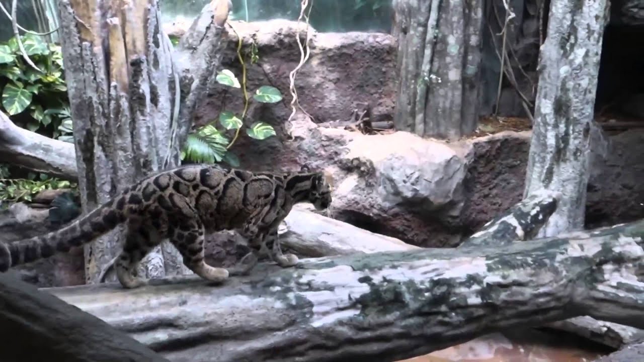 ウンピョウのコハクさん　のいち動物公園　2014.12.17