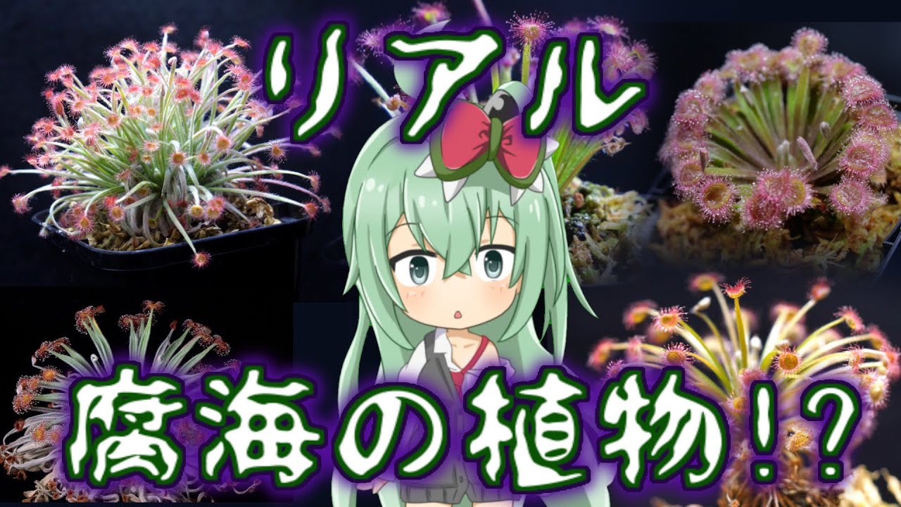 【熱帯ドロセラ】腐海の植物のような食虫植物!? ペティオラリス類の紹介と簡単に育つ育て方！【食虫植物TV】