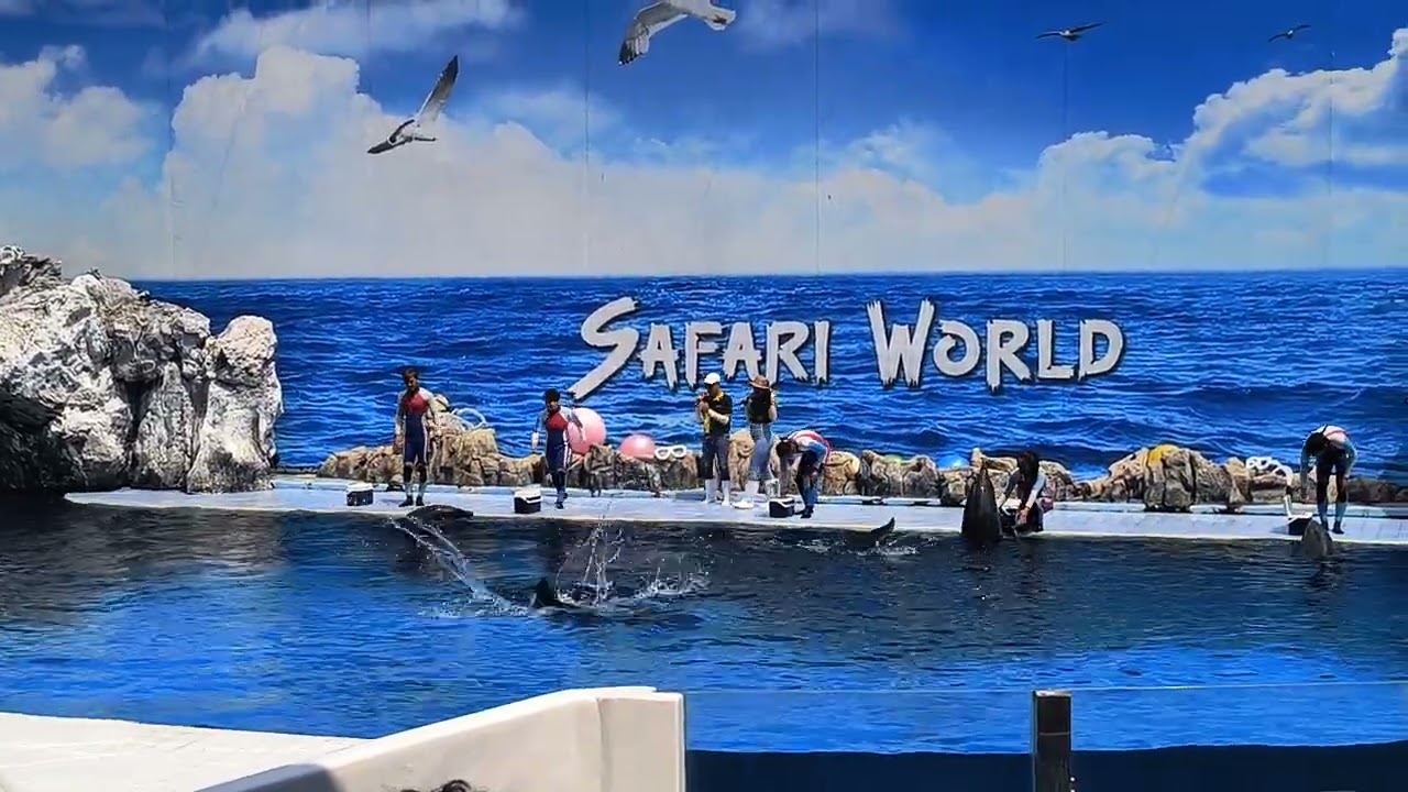 Safari world, dolphin show Pattaya,thailand.