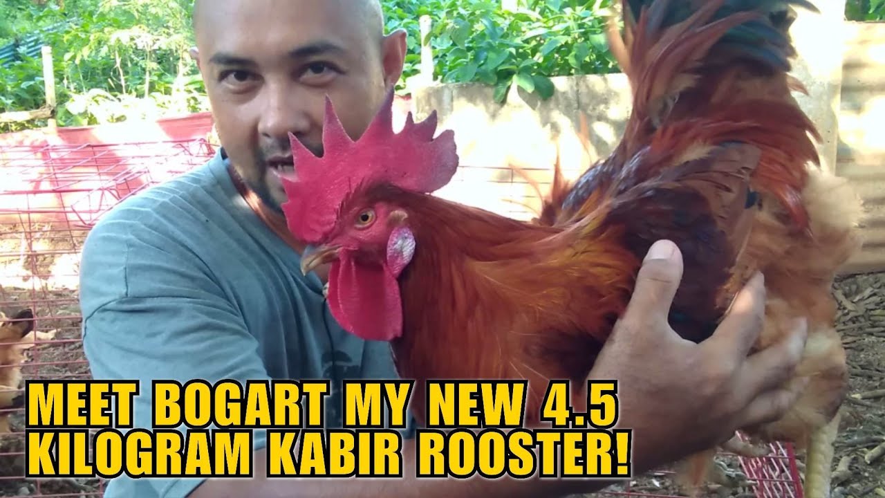 MEET BOGART MY NEW 4.5  KILOGRAM KABIR ROOSTER!