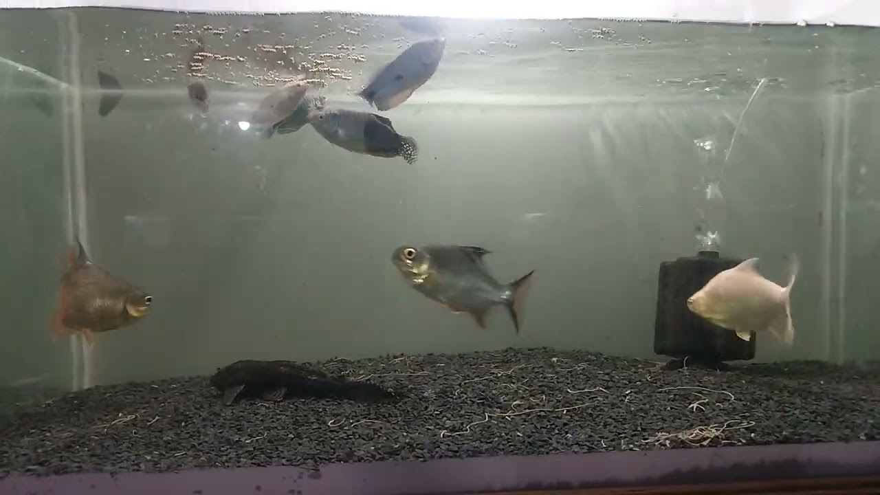 Metturdam fish show