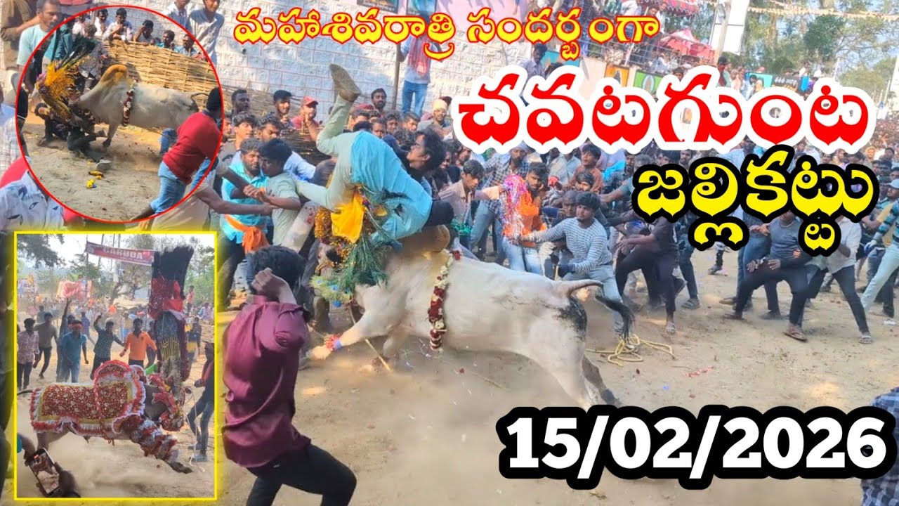 చవటగుంట  జల్లికట్టు 💥🐂 15/02/2026 chavatagunta jallikattu!పసువుల పండగ ! chittoor jallikattu 