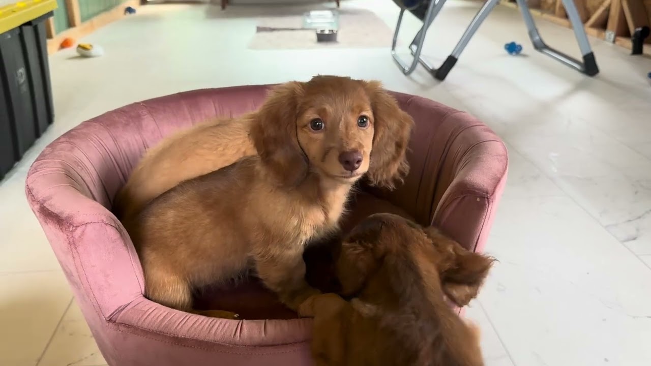 Big Island’s Little Weiners Baby Girls inspect the chair 07/03/25 #puppy #bigisland #dachshund #peek