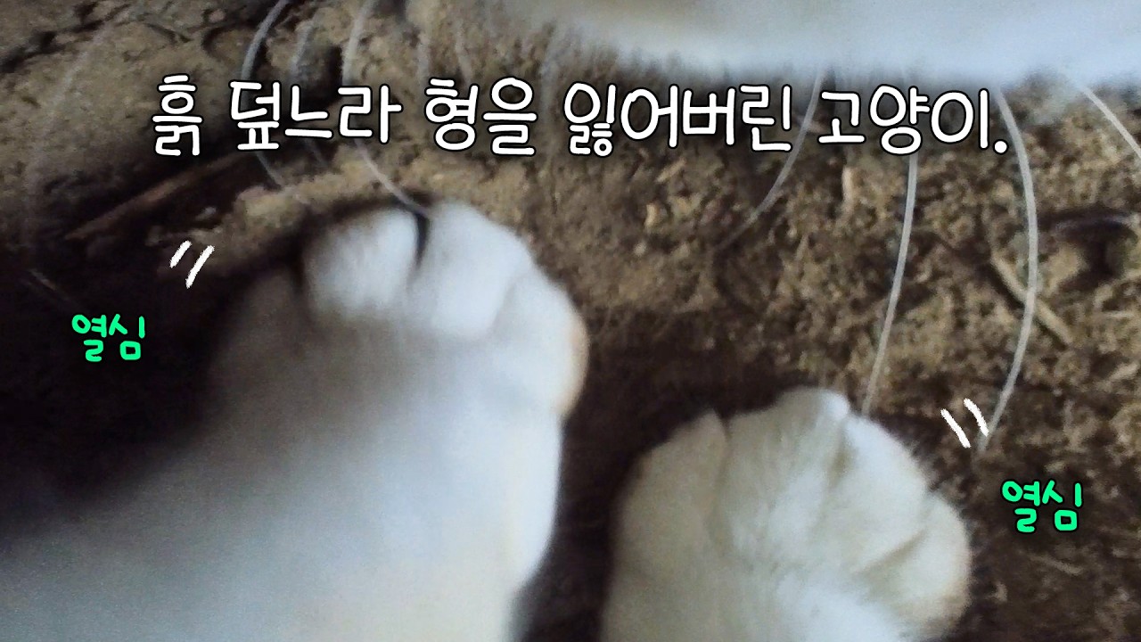 흙 덮느라 형을 잃어버렸다...
