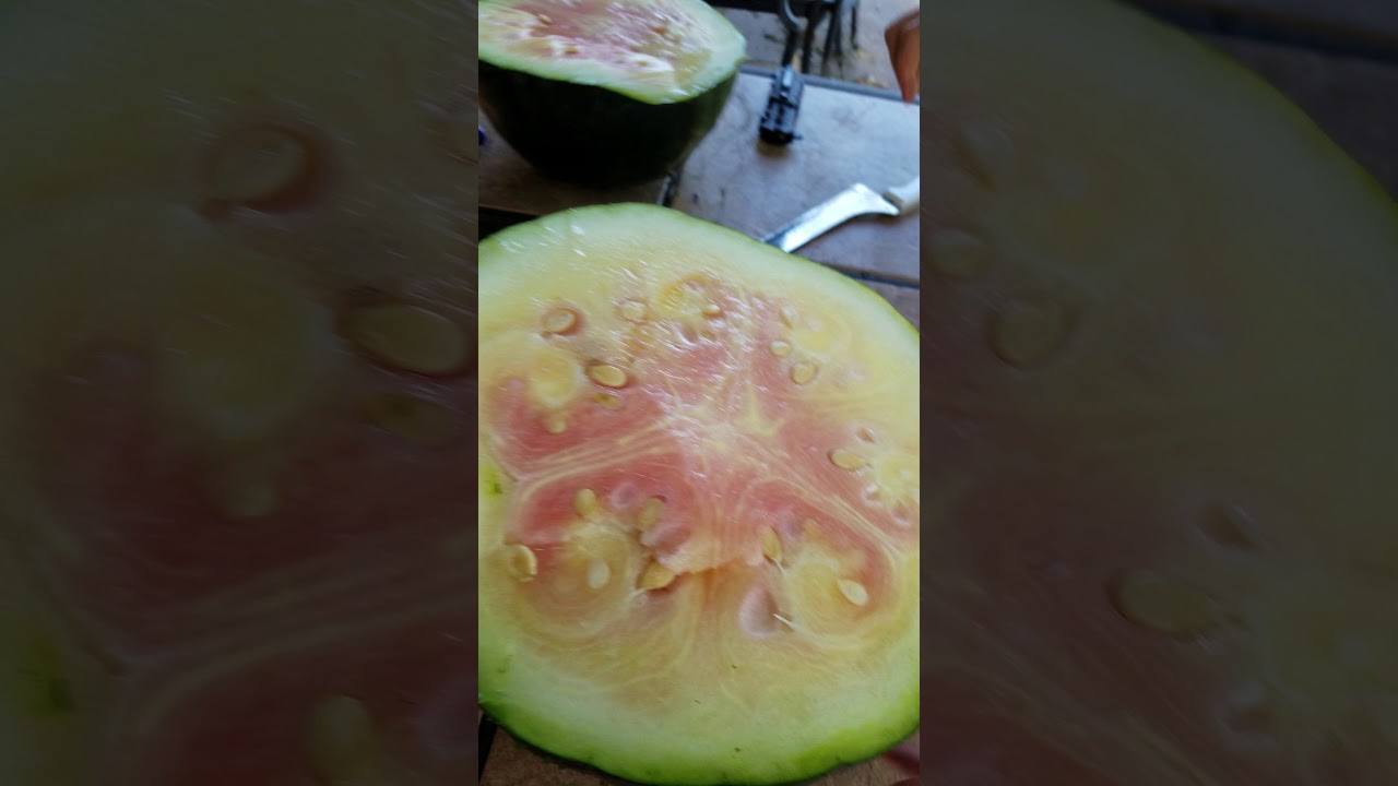 Gracie picking out the biggest watermelon cutting it open to show it is still not ripe yet