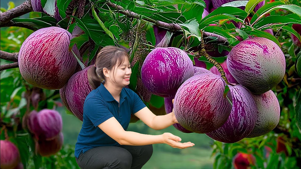 Colhendo a FRUTA ROXA mais cara do mundo | This Purple Fruit Makes MORE Money Than Gold