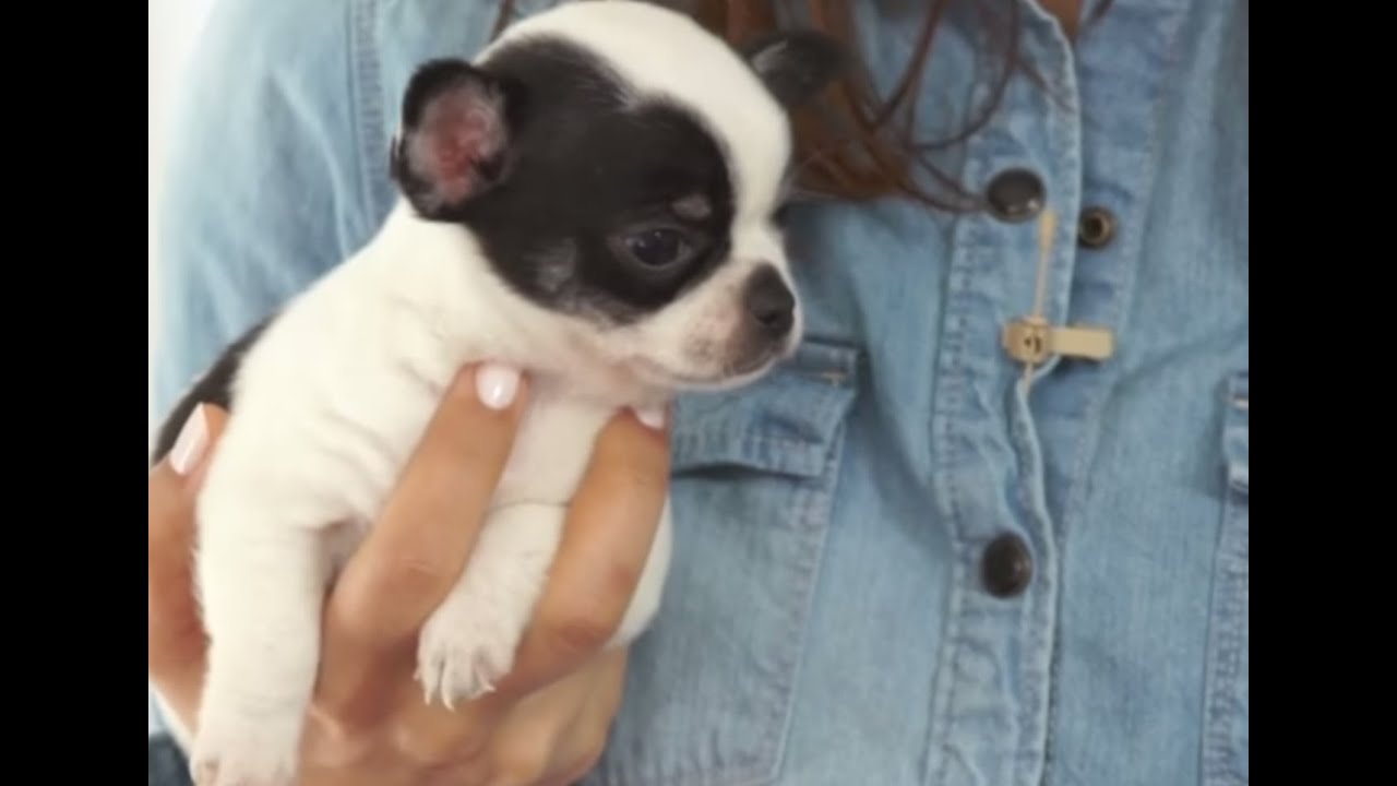 PERROS - Cómo jugar con los cachorros. Los juguetes ideales para los perros.