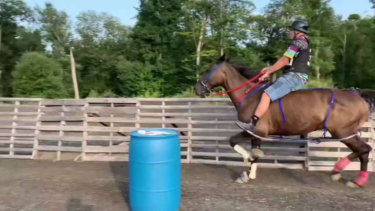 Andadura En Connecticut  Caballos Standardbred De Estados Unidos Extranjeros