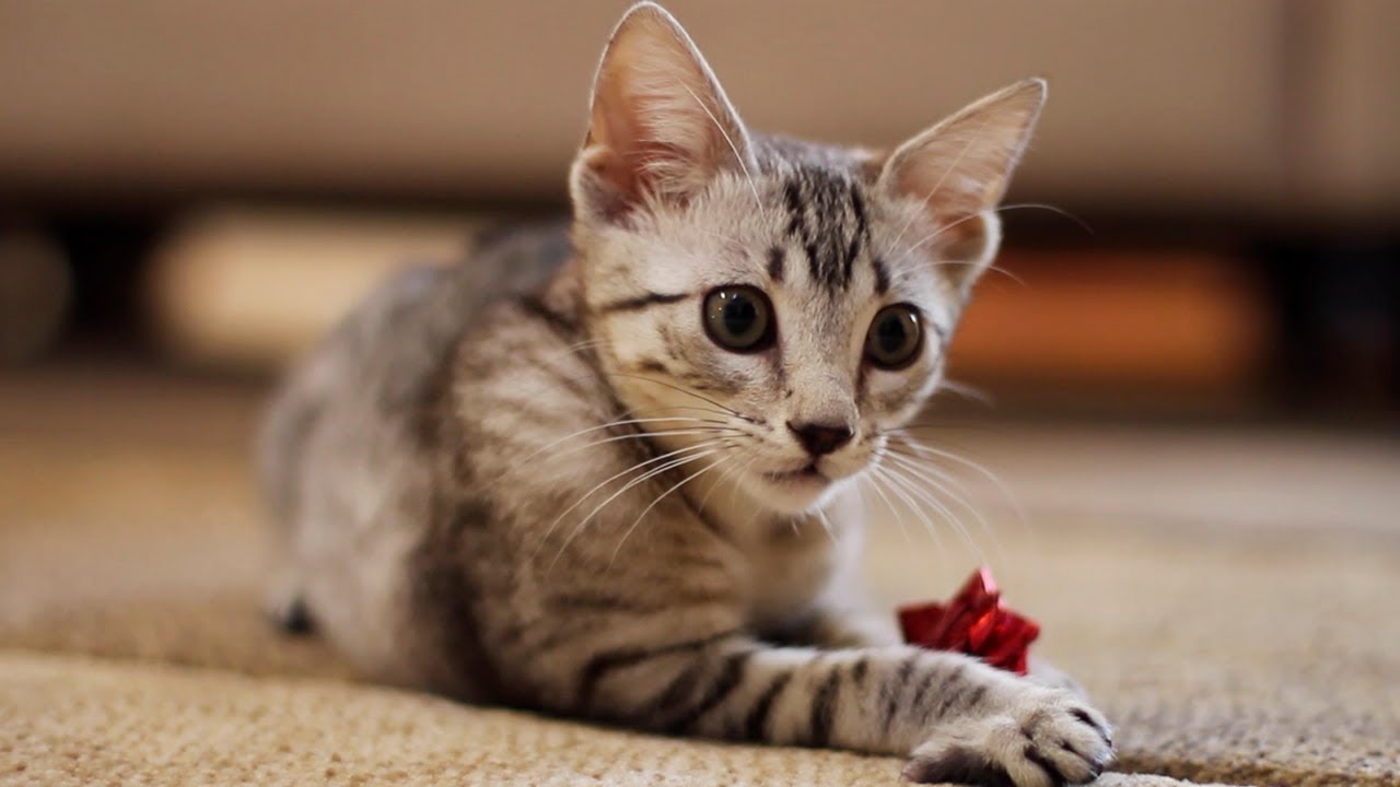 INTRODUCING NYLAH!