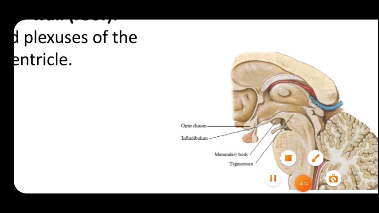  📜 VENTRICULAR SYSTEM 