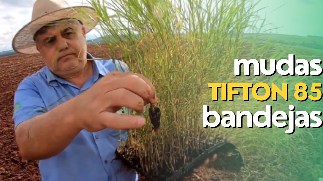 Plantio de Tifton 85 / Florakirk com mudas de bandeja. Ep #021