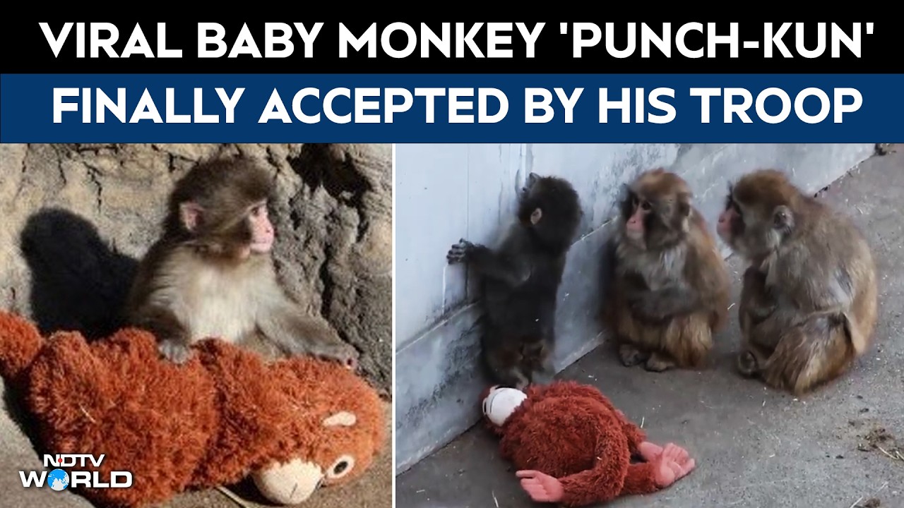 Punch Kun Monkey | Viral Baby Monkey Punch Finally Accepted By His Troop With Heartwarming Hug