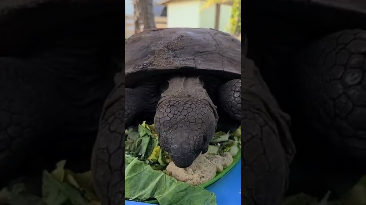 Gopher Tortoise Success Story:  Meet Crash