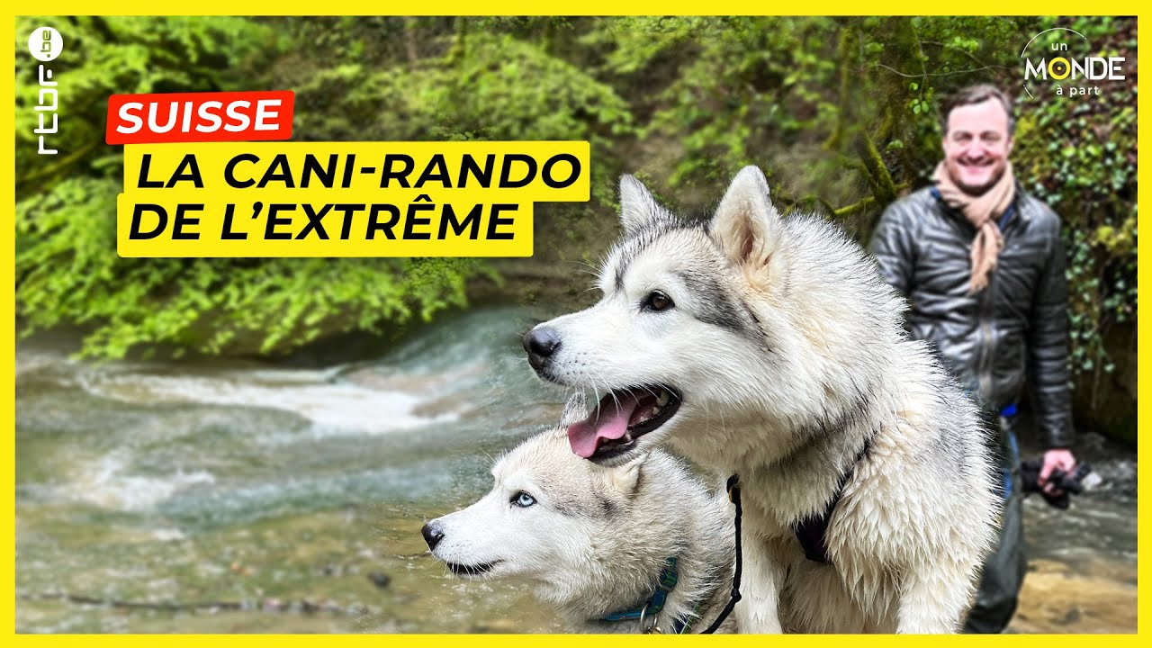 Suisse : la cani-rando de l'extrême avec des Huskies dans le Gros-de-Vaud - Un Monde à part