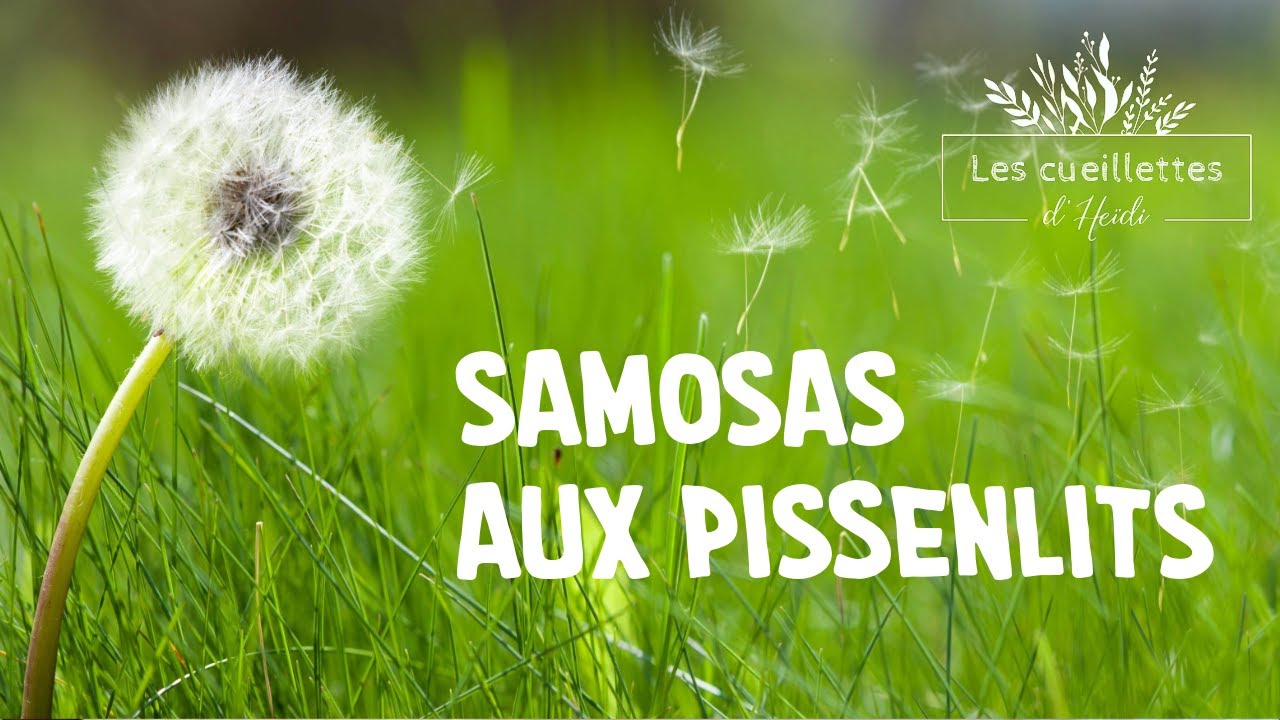 Samosa aux feuilles de pissenlits