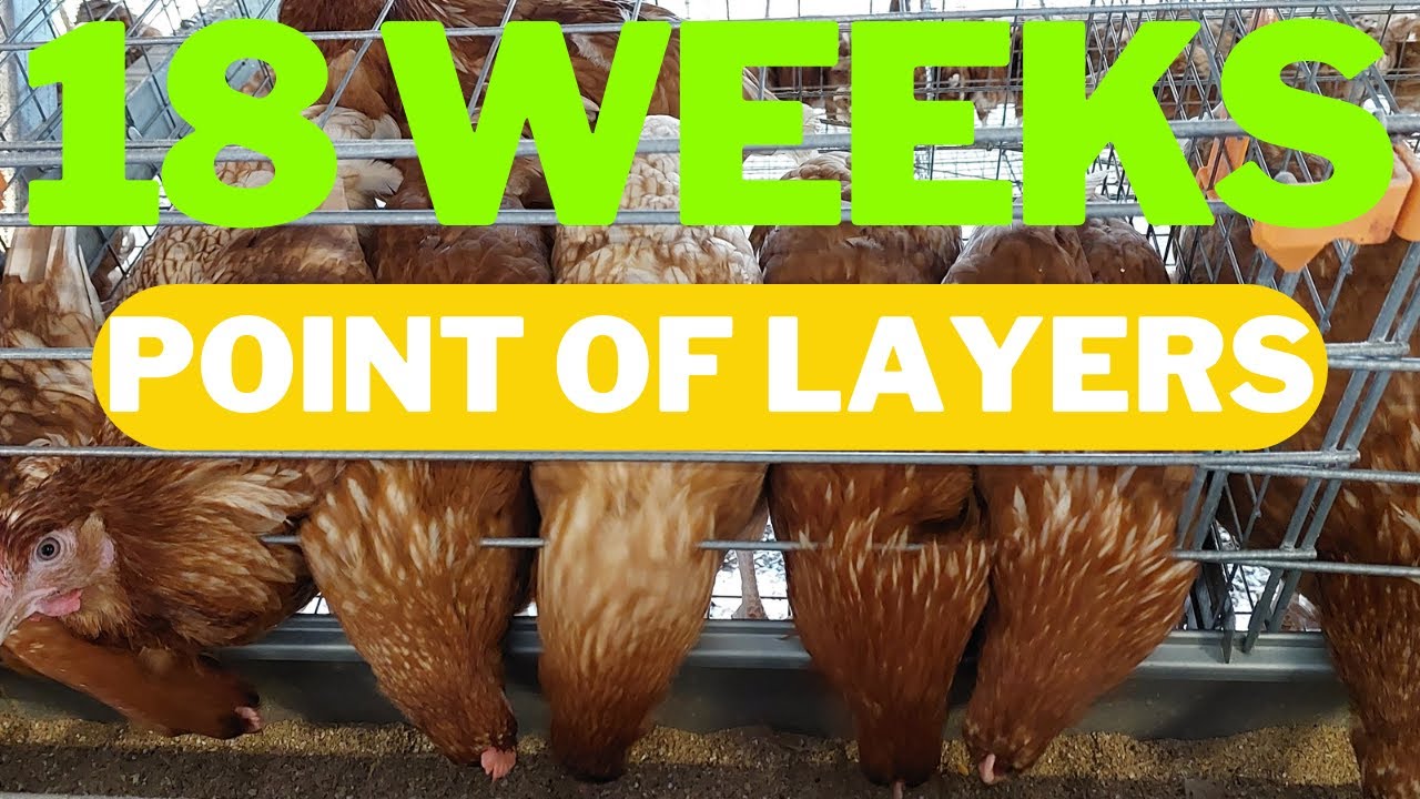 How To INCREASE EGG PRODUCTION with ISA Brown Layers At 18 Weeks of Age #eggs #isabrown