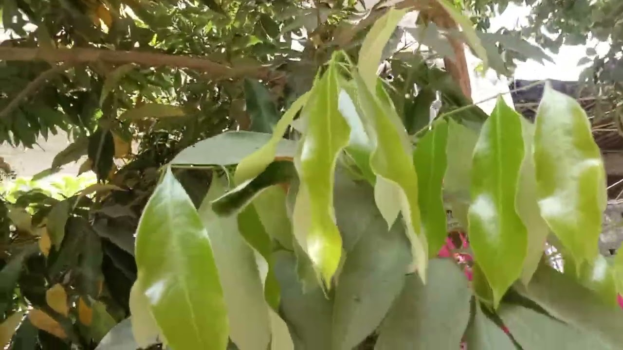 হ্যালো বন্ধুরা ভালো থাকুন